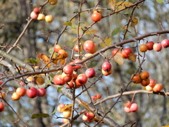 Malus × dawsoniana