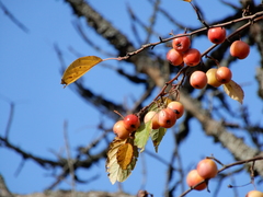 Malus × dawsoniana
