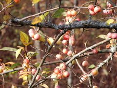 Malus × dawsoniana
