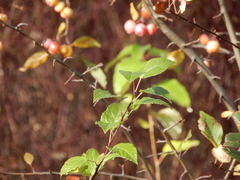 Malus × dawsoniana
