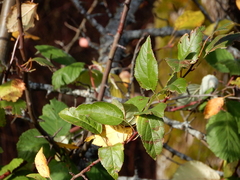 Malus × dawsoniana