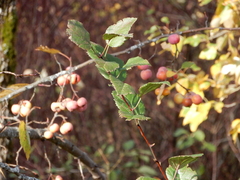 Malus × dawsoniana