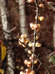 Malus × dawsoniana