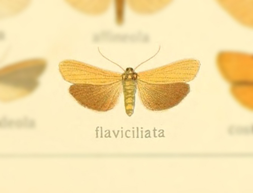 Eilema flavociliata