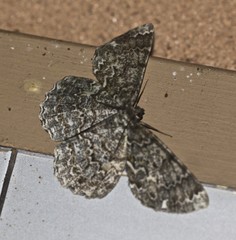 Amblychia subrubida