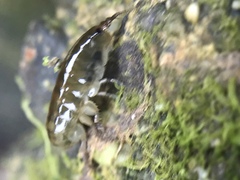 Traskorchestia traskiana