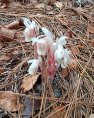 Monotropa