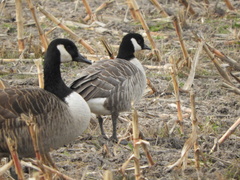 Branta hutchinsii hutchinsii