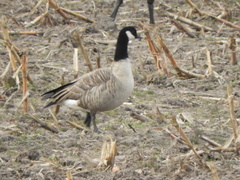 Branta hutchinsii hutchinsii