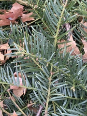 Cephalotaxus