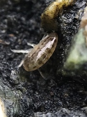 Traskorchestia traskiana