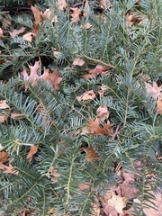 Cephalotaxus