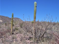 Pachycereus pringlei