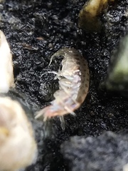 Traskorchestia traskiana