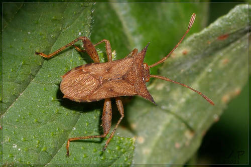 Zicca stali