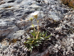 Celmisia hieraciifolia gracilis