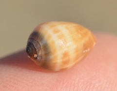 Melampus olivaceus