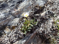 Celmisia hieraciifolia gracilis