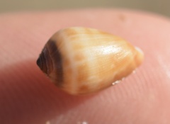 Melampus olivaceus