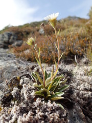 Celmisia hieraciifolia gracilis