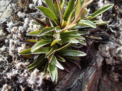 Celmisia hieraciifolia gracilis