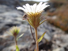 Celmisia hieraciifolia gracilis
