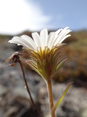 Celmisia hieraciifolia gracilis