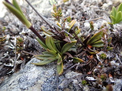 Gentianella vernicosa