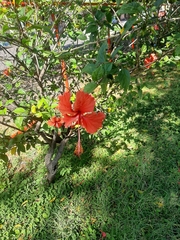 Hibiscus × archeri
