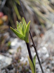 Gentianella vernicosa