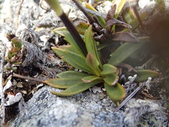 Gentianella vernicosa