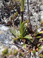Gentianella vernicosa
