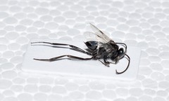 Evania appendigaster