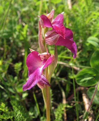 X Serapicamptis