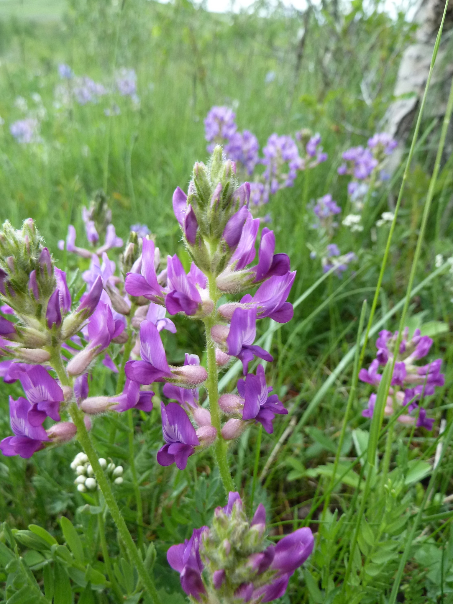 Oxytropis borealis var. viscida