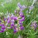 Oxytropis borealis viscida - Photo (c) Lori Skulski, algunos derechos reservados (CC BY-NC), subido por Lori Skulski