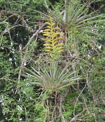 Tillandsia oerstediana