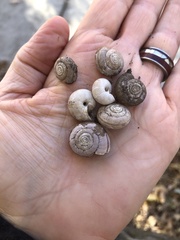 Helminthoglypta uvasana