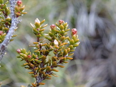 Epacris alpina