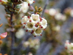 Epacris alpina
