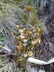 Epacris alpina