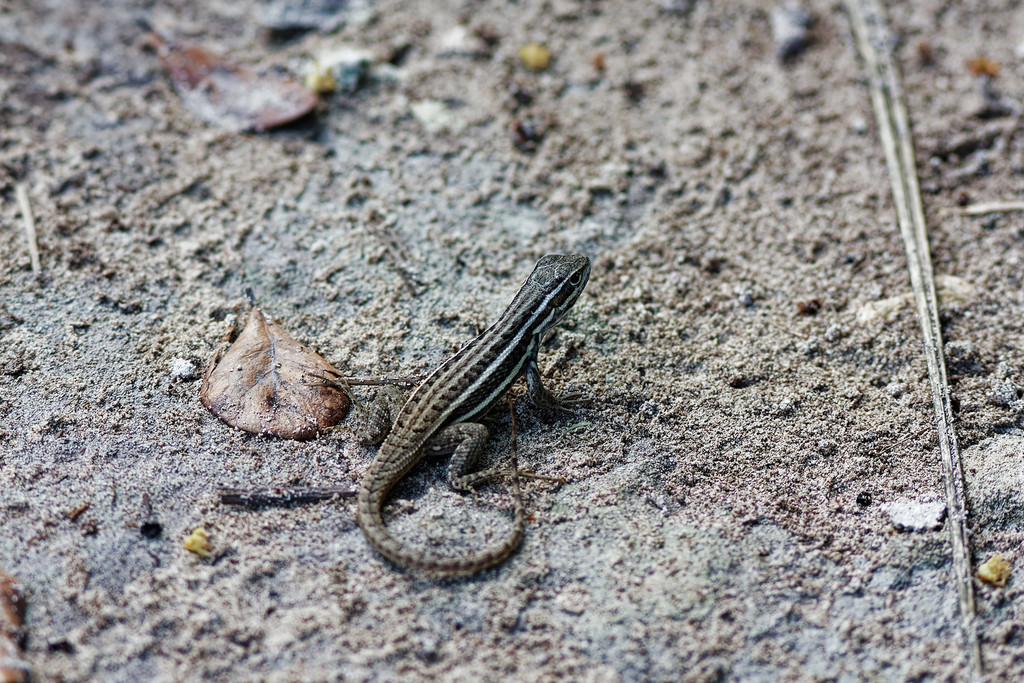 Leiocephalus stictigaster septentrionalis