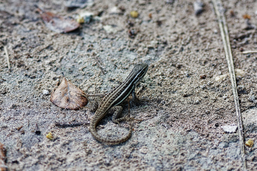 Leiocephalus stictigaster septentrionalis