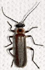 Podabrus basillaris