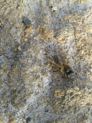 Apis mellifera