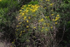 Senecio linifolius