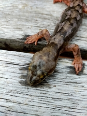 Dactylocnemis pacificus