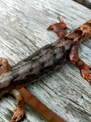 Dactylocnemis pacificus