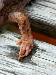 Dactylocnemis pacificus