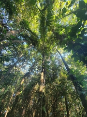 Prestoea